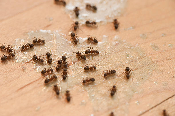 Best Local Pest Control Services  in Mather, CA