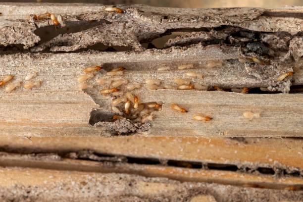 Professional Pest Control in Mather, CA