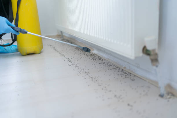 Best Rat Extermination Near Me  in Mather, CA